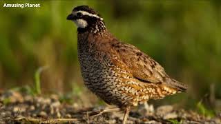 Northern Bobwhite Quail Call  Virginia Quail Call Bobwhite Quail Call [upl. by Brocklin]