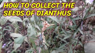 HOW TO COLLECT THE SEEDS OF DIANTHUS [upl. by Rankin498]