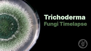 Trichoderma Mold Fungi Timelapse [upl. by Sirtimed]