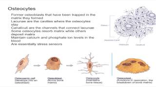 Osteocytes [upl. by Thorvald]