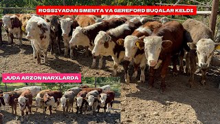 ROSSIYADAN SMENTAL VA GEREFORD BUQALAR KELDI JUDA ARZON NARXLARDA ULGURIB QOLING [upl. by Irroc]