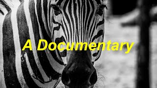 The Bilateral Geometry of Life A Short Wildlife Documentary [upl. by Amaral494]