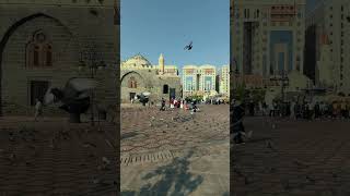 A day in Masjid e Nabwi Madina🫶🏻❤️ masjidnabawi madina 4k reels tranding ksa [upl. by Aneeras]