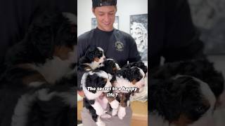 Who agrees 😄❤️ bernedoodle minibernedoodle bernedoodlepuppyvideos [upl. by Jadda]