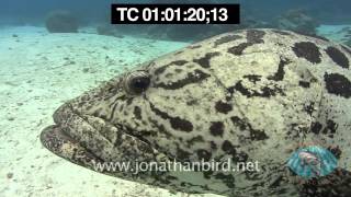 Potato Cod Grouper underwater stock video footage [upl. by Ennaitak]