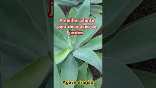 Agave dragão a melhor planta para decoração de jardim [upl. by Latin61]