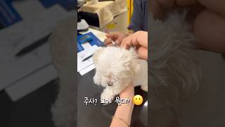 주사 따위 무섭지 않아 씩씩한 말티즈 말티즈 말티즈일상 강아지 반려견 puppy [upl. by Sofko593]