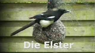 Die Elster [upl. by Kittie]