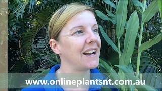 How to propagate Hedychium Coronarium ornamental ginger [upl. by Nnednarb736]