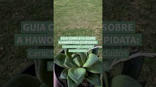 Aprenda tudo sobre a Haworthia cuspidata wwwterrariosesuculentascombr [upl. by Quartet]