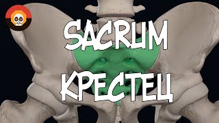 Крестец Sacrum 3D Анатомия [upl. by Vachil]