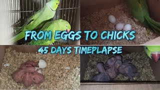 Ringneck Parakeets Timeplapse from Eggs to Chicks ESub  45 Days Timeplapse  Voice of Animalia [upl. by Aittam]