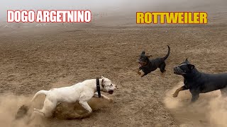 Dogo Argentino VS 2 Rottweiler [upl. by Maddeu]