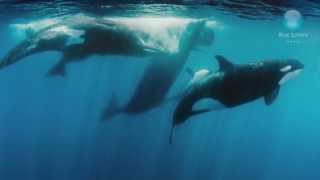 Orcas vs Sperm Whales [upl. by Ettelliw]