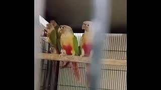 Pineapple conur beautiful parrots [upl. by Ashti955]