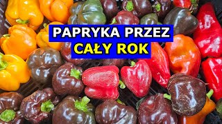 WAŻNE Możesz mieć Paprykę przez CAŁY ROK Obfite Zbiory Papryki Uprawa Papryki krok po kroku [upl. by Hibbert]