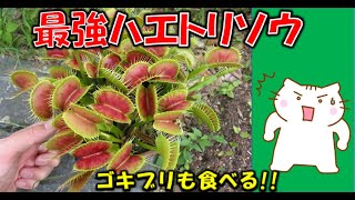 食虫植物ハエトリグサをご紹介私の育てている巨大ハエトリグサハエトリソウ を大公開【Venus flytrap・Dionaea muscipula】食虫植物で一番人気 [upl. by Deth]