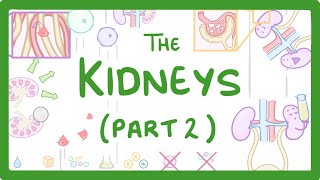 Biology  Structure of the Kidneys  Kidneys Part 23 28 [upl. by Suollecram]