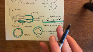 Type 1 Activation of Endothelial Cells Part 2 [upl. by Reltuc336]