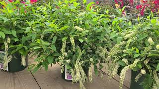 Itea Henrys Garnet Virginia Sweetspire  Award Winning Easy to Grow FRAGRANT NATIVE Variety [upl. by Livvie]