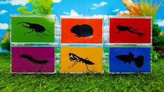 Pets Hamster Pacman Frog Hercules Beetle Praying Mantis Tractor Milipede Moly Fish [upl. by Tterab379]