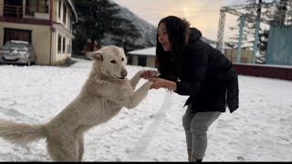 FIRST SNOWFALL OF THE YEAR  DHARAMSALA HIMACHAL PRADESH  TIBETAN VLOGGER YANGDON LA [upl. by Aziza]