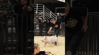 Krew with his Crew at Livestock shows showpigs pigs stockshowkids [upl. by Attirb]