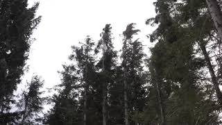 Strong Howling Wind Sound 2 Hours  Swaying Spruce Trees in The Wind [upl. by Acinomahs]