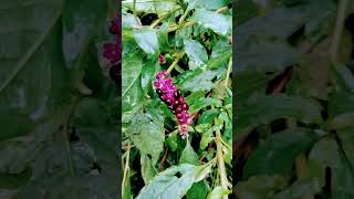 Southern pokeweed fruits varieties [upl. by Deeyn]