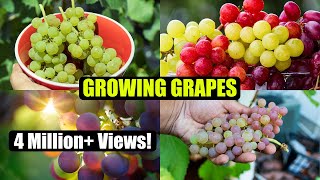 How to Grow Grapes A Complete Garden Growing Guide [upl. by Rossen]