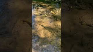 Who needs a fishing pole🤷fishing fishingvideo [upl. by Farwell]