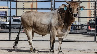 2023 World Champion PBR Bucking Bull Ridin Solo [upl. by Nareht]