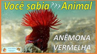 Você sabia Anêmona vermelha  Red anemone anemona anemones cnidaria coelenterata animais [upl. by Oxford]