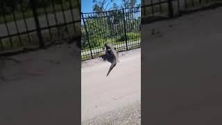 Gator goes through metal fence [upl. by Malti]