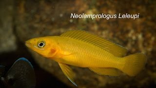 Fincasters Episode 74 Neolamprologus Leleupi [upl. by Rebmetpes]