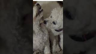 Bichon frise lovely dogs [upl. by Phira]