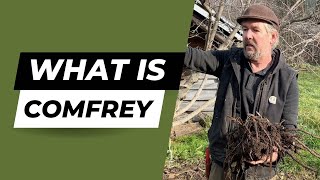 Why you want to grow Comfrey [upl. by Biegel]