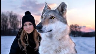 CZECHOSLOVAKIAN WOLFDOG  The Ultimate Guide  Animal Watch [upl. by Mulvihill]