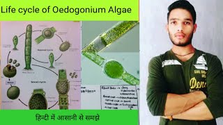 life cycle of Oedogonium Algae [upl. by Yerot]