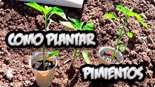 Como Plantar Pimientos O Chiles En El Huerto Paso a Paso  La Huertina De Toni [upl. by Einohtna]