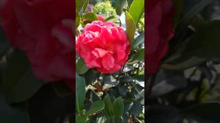 Camellia Japonica garden flower [upl. by Dom42]