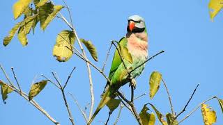 redbreasted parakeet Psittacula alexandri jan 2021 [upl. by Tenej]