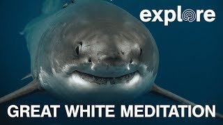 Explore Great White Meditation [upl. by Anilys210]