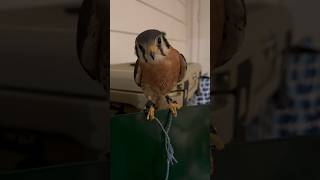 Ruben the American Kestrel  Training Session 2 First jump to the fist [upl. by Nanahs]