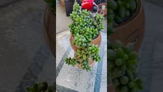 succulents suculentas garden gardening plants [upl. by Yehudi]