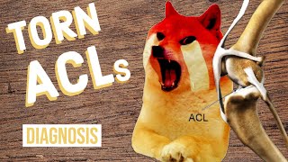 How to Tell If Your Dog Has a Torn ACL [upl. by Wunder]