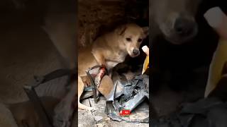 Help mother dog caught in iron trap horse help animalsrescuer rescue [upl. by Seldan]