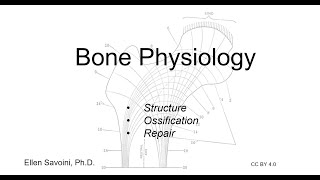 Bone Physiology BIO 201 Human Anatomy amp Physiology I [upl. by Collins123]