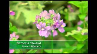 Proven Winners® Gardener Channel Proven Winners® Innocence® Bluebird Nemesia [upl. by Andrei]