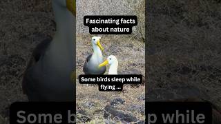 Amazing These Birds Sleep While Flying X Nature fact nature bird [upl. by Aserahs18]